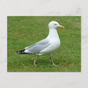 Carte Postale Marche de mouettes dans le parc