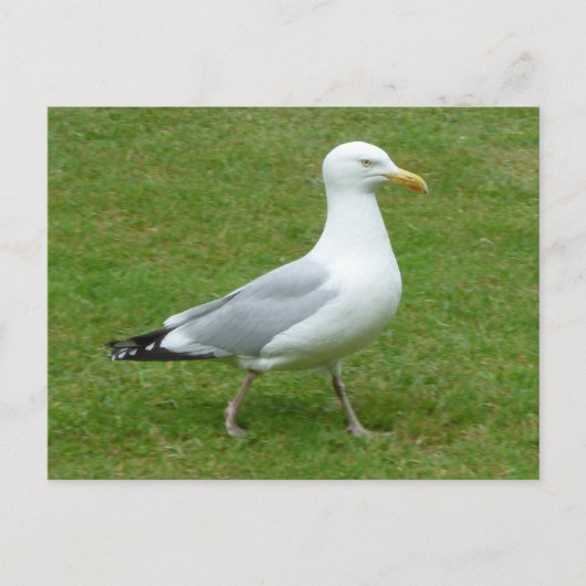 Carte Postale Marche de mouettes dans le parc (Devant)