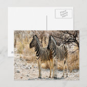 Carte Postale Marche de Zebra (Devant / Derrière)