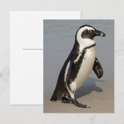 Carte Postale Marche des pingouins africains (Devant / Derrière)