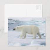 Carte Postale Marche d'ours polaire, Norvège (Devant / Derrière)