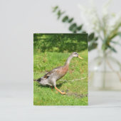 Carte Postale Marche du canard de coureur indien (Debout devant)