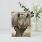 Carte Postale marche rhino (Debout devant)