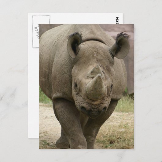 Carte Postale marche rhino (Devant / Derrière)