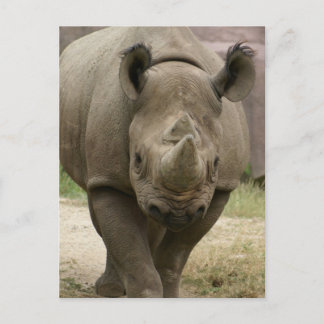Carte Postale marche rhino
