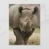 Carte Postale marche rhino (Devant)