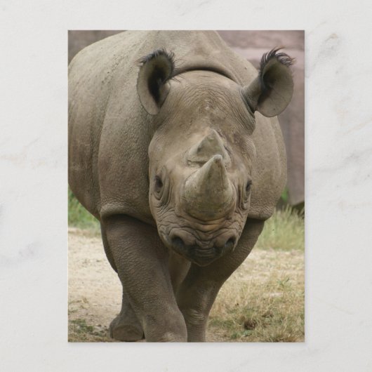 Carte Postale marche rhino (Devant)