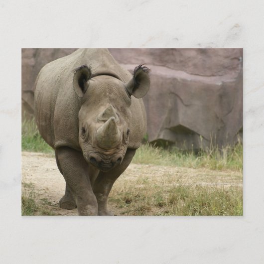 Carte Postale marche rhino (Devant)