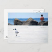 Carte Postale Marche Seagull (Devant / Derrière)