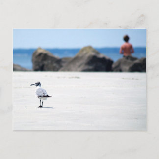 Carte Postale Marche Seagull