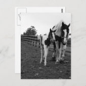 Carte Postale marcher à côté de la clôture (Devant / Derrière)