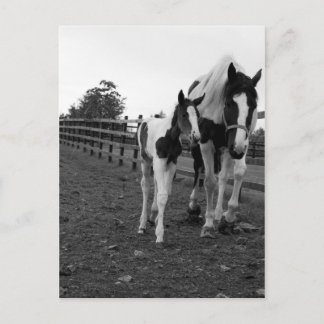 Carte Postale marcher à côté de la clôture