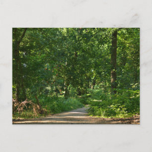 Carte Postale Marcher à travers les arbres