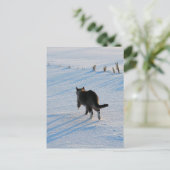 Carte Postale Marcher Dans Le Cornfield (Debout devant)