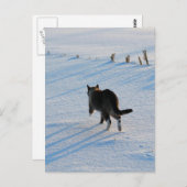 Carte Postale Marcher Dans Le Cornfield (Devant / Derrière)
