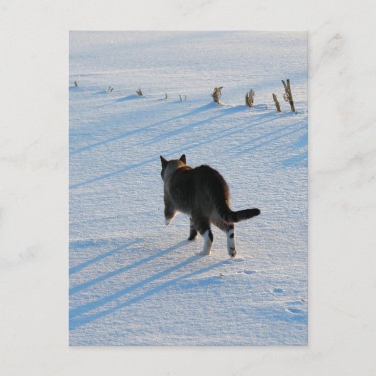 Carte Postale Marcher Dans Le Cornfield (Devant)