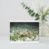 Carte Postale Marcher le requin-épaulard dans les îles Raja Ampa (Debout devant)