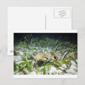 Carte Postale Marcher le requin-épaulard dans les îles Raja Ampa (Devant / Derrière)