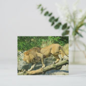 Carte Postale Marcher sur la planche (Debout devant)