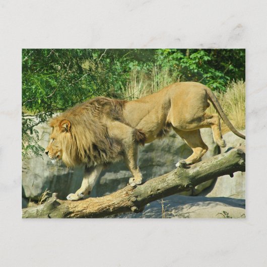 Carte Postale Marcher sur la planche (Devant)