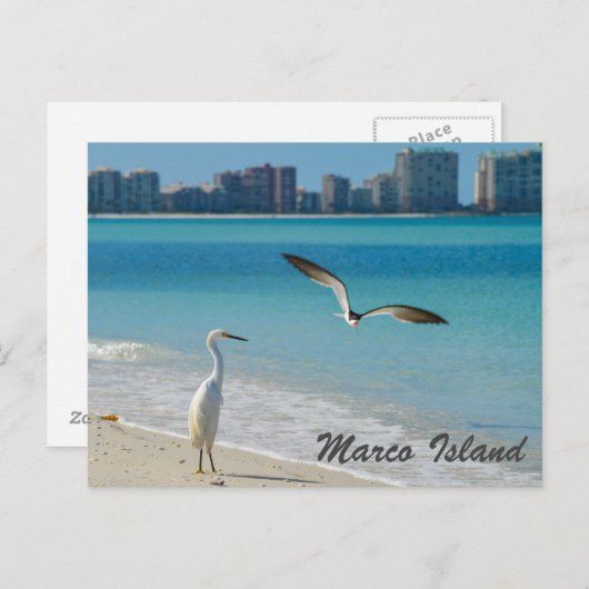 Carte postale Marco Island Wildlife (Devant / Derrière)
