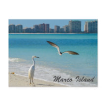 Carte postale Marco Island Wildlife