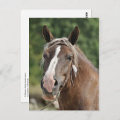 Carte Postale Mare à breton (Devant / Derrière)