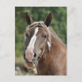 Carte Postale Mare à breton (Devant)