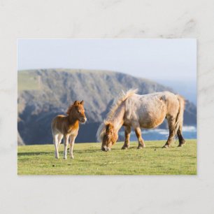 Carte Postale Mare avec Foal, îles Shetland, Ecosse