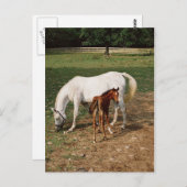 Carte Postale Mare blanche avec Foin de châtaignier (Devant / Derrière)