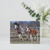 Carte Postale Mare & colt en cours d'exécution (Debout devant)