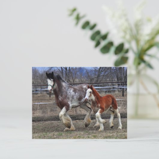 Carte Postale Mare & colt en cours d'exécution (Debout devant)