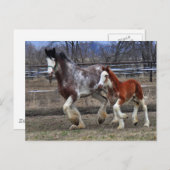 Carte Postale Mare & colt en cours d'exécution (Devant / Derrière)