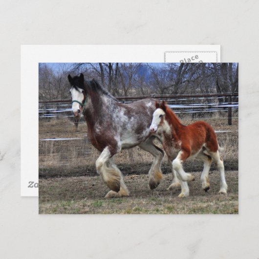 Carte Postale Mare & colt en cours d'exécution (Devant / Derrière)
