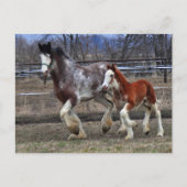 Carte Postale Mare & colt en cours d'exécution (Devant)