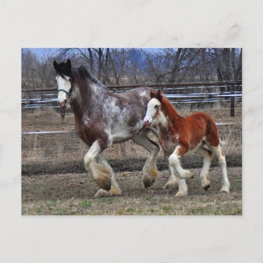 Carte Postale Mare & colt en cours d'exécution (Devant)