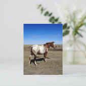 Carte Postale Mare d'Appaloosa sur les Prairies canadiennes (Debout devant)