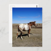 Carte Postale Mare d'Appaloosa sur les Prairies canadiennes (Devant / Derrière)