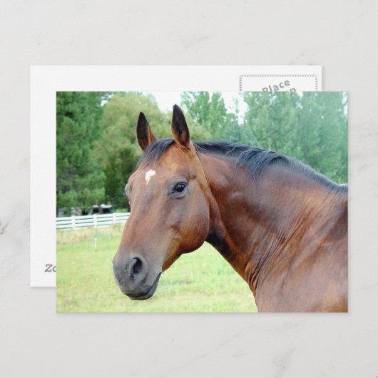 Carte Postale Mare de châtaignier (Devant / Derrière)