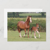 Carte Postale Mare de sang chaud et poulain marchent ensemble (Devant / Derrière)