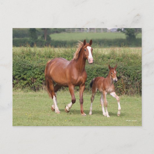 Carte Postale Mare de sang chaud et poulain marchent ensemble (Devant)