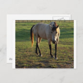 Carte Postale Mare en peau de bouchon (Devant / Derrière)