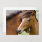 Carte Postale Mare Et Colt (Devant / Derrière)