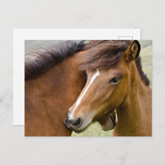 Carte Postale Mare Et Colt (Devant / Derrière)