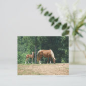 Carte Postale Mare et colt de Rocky Mountain (Debout devant)