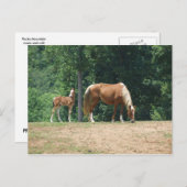 Carte Postale Mare et colt de Rocky Mountain (Devant / Derrière)