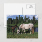 Carte Postale Mare et Foie Arabe 2 (Devant / Derrière)