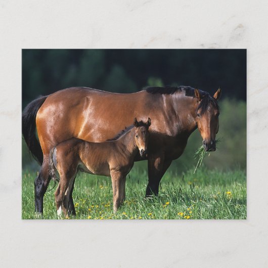 Carte Postale Mare et Foie de Thoroughbred 1 (Devant)