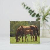 Carte Postale Mare et Foie Thoroughbred 2 (Debout devant)