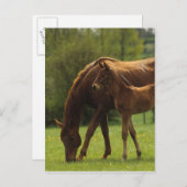 Carte Postale Mare et Foie Thoroughbred 2 (Devant / Derrière)